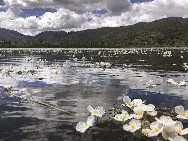 洱海的海菜花回来了