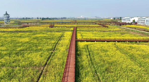 南昌市新建区丰产河畔春意浓 油菜花开遍地金