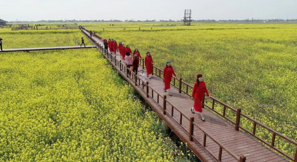 南昌市新建区丰产河畔春意浓 油菜花开遍地金