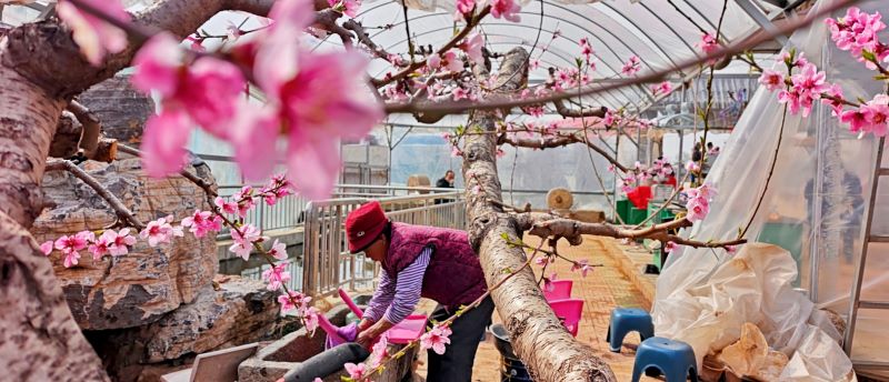 枣庄市知青文化纪念馆启动暨辘轳井农庄首届桃花节开幕